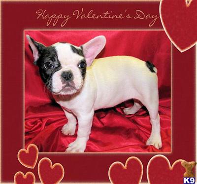 French Bulldog Puppies for Sale